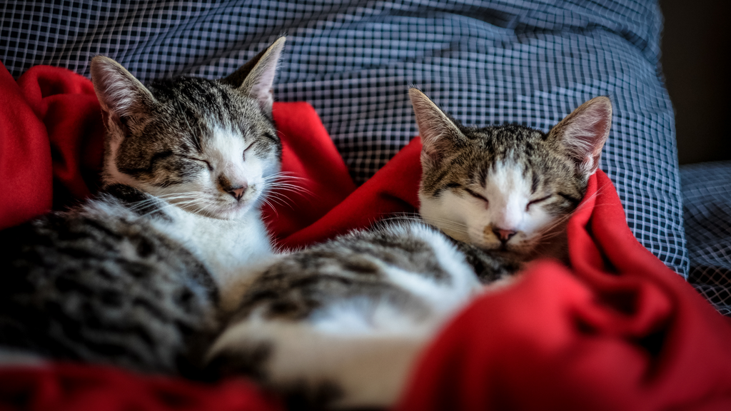 Heeft jouw kat een maatje nodig?