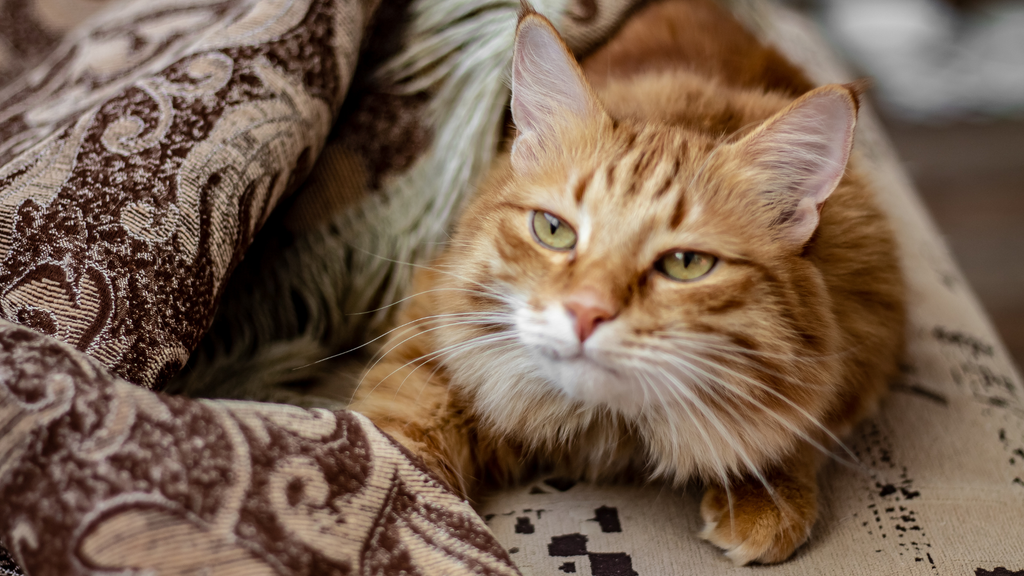 Hoe kom je van een verwende kat af?