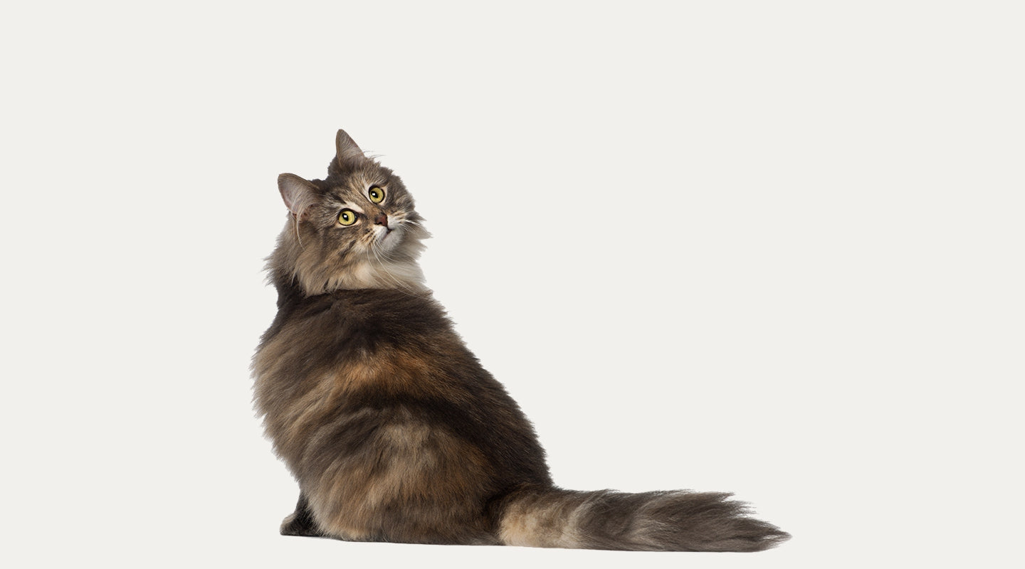 En Rövardotter från Kalifornien | Texasfrun USA-blogg, image size:1440x800