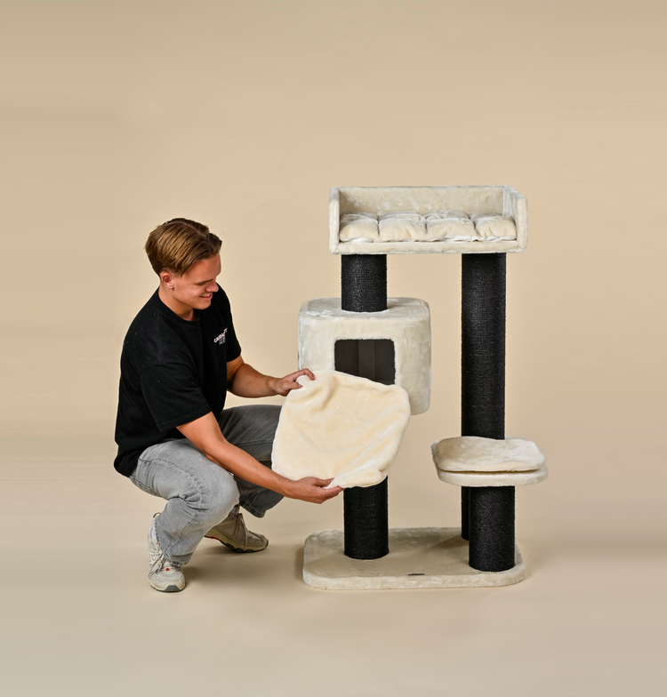 Krabpaal Devon Rex Blackline (Crème)