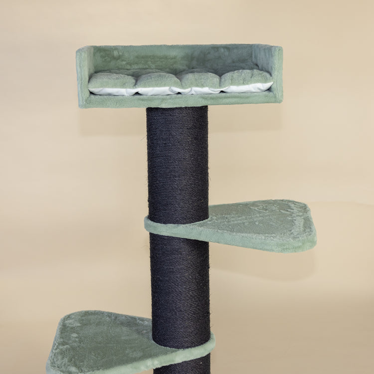 Krabpaal Royalty Blackline (Pistache Teddy)