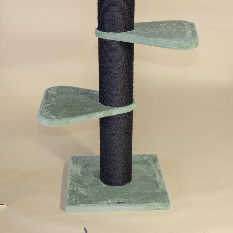 Krabpaal Royalty Blackline (Pistache Teddy)