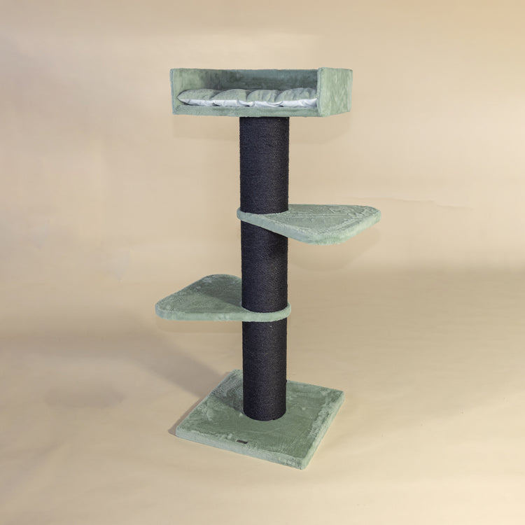 Krabpaal Royalty Blackline (Pistache Teddy)