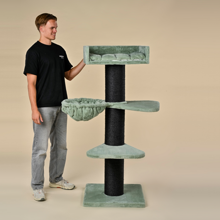 Krabpaal Royalty Blackline Plus (Pistache Teddy)