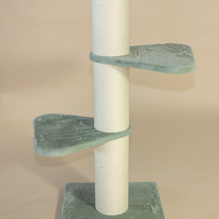 Krabpaal Royalty (Pistache Teddy)