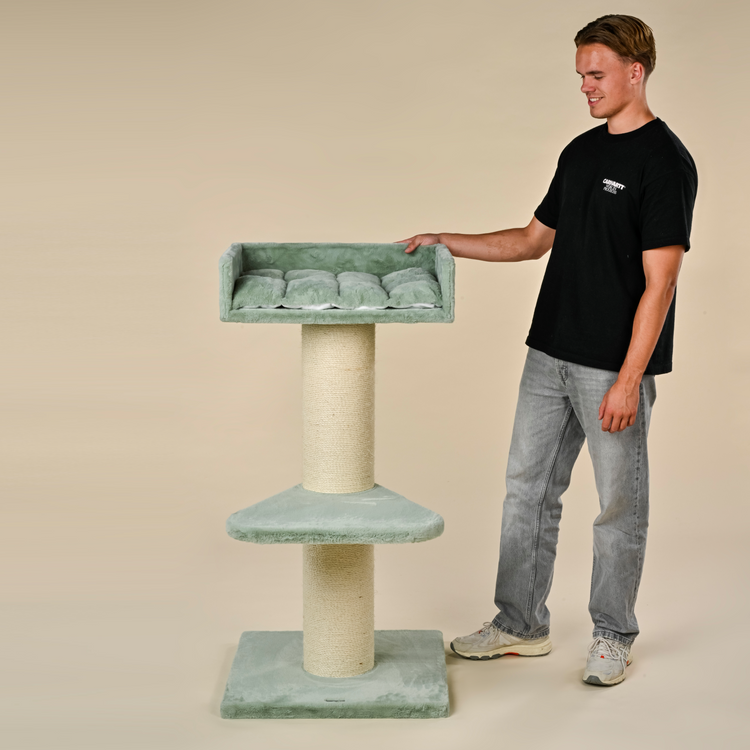 Krabpaal Maine Coon Lounge (Pistache Teddy)