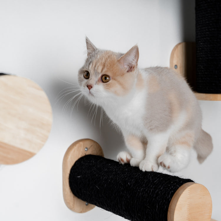 Everest Blackline Crème| Kattenmuur Klim- en wandsysteem set van RHR Pets