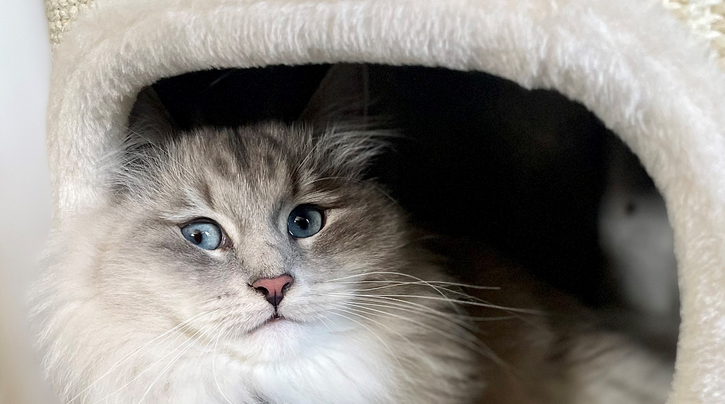 De Neva Masquerade kat