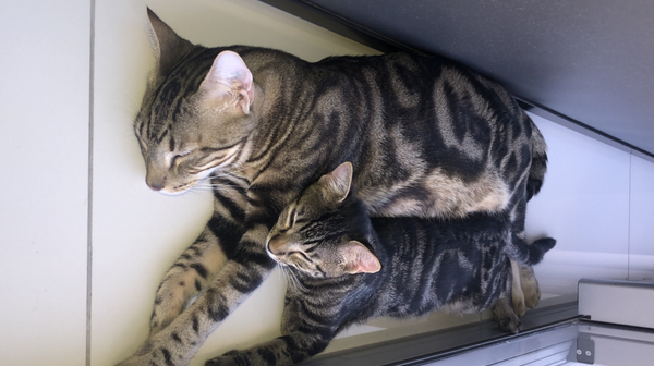 Geen leven zonder katten