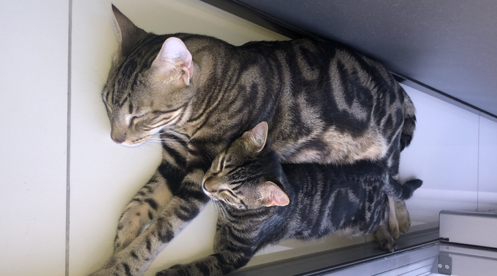 Geen leven zonder katten