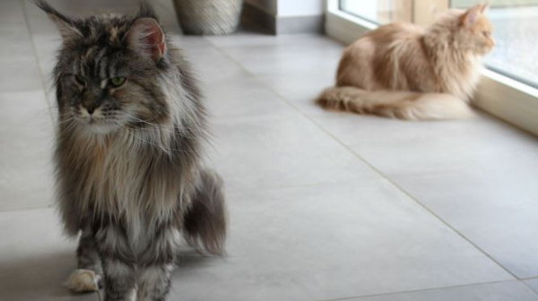 De katten in Villa Samson