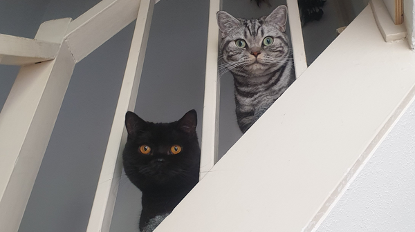 Brits Korthaar met karakter