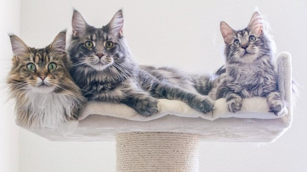 Leven met Maine Coon katten