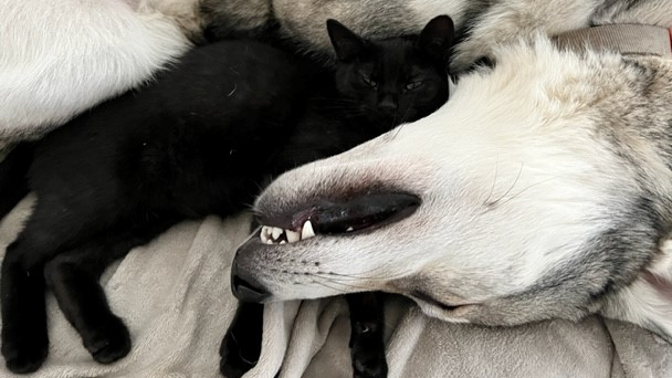 Bijzondere combinatie