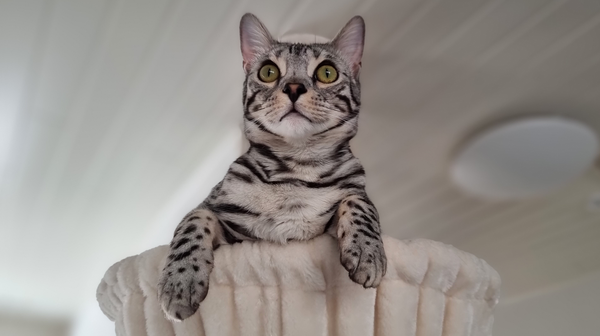 Avontuurlijke Bengalen