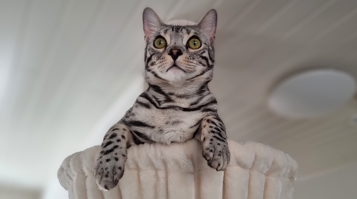 Avontuurlijke Bengalen