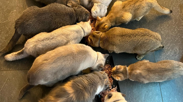 Altijd al gedroomd van een eigen Cattery?