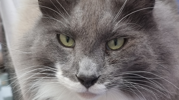 Katten maken van je huis een thuis