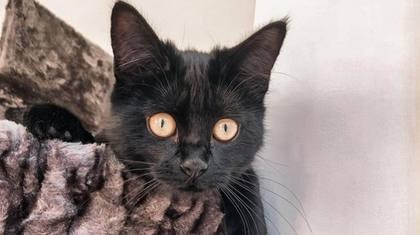 Zwarte katten brengen geluk