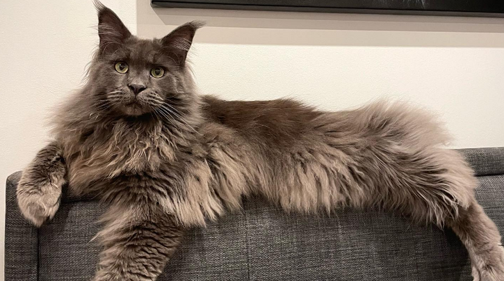 Odin, een imposante Maine Coon