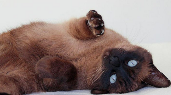 Cola the Catfluencer