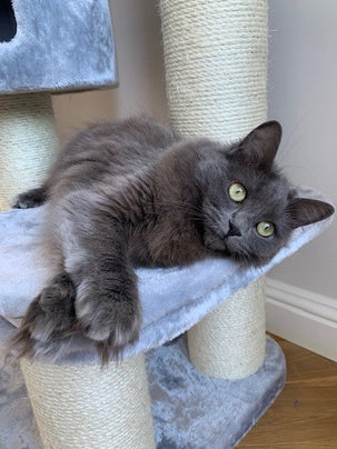 Begrijp waarom uw kat(ten) bijten en effectieve oplossingen.