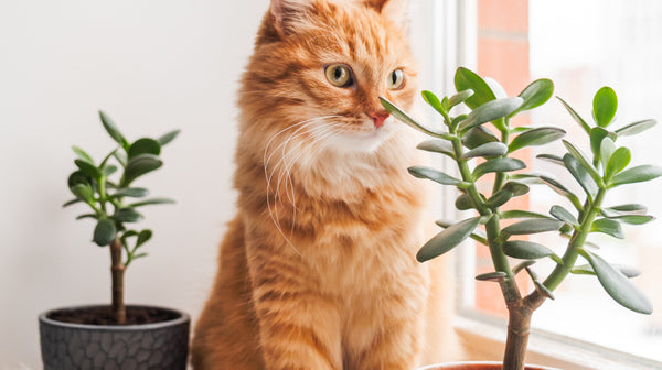Groen en Pootjes: Katten en Planten in Huis