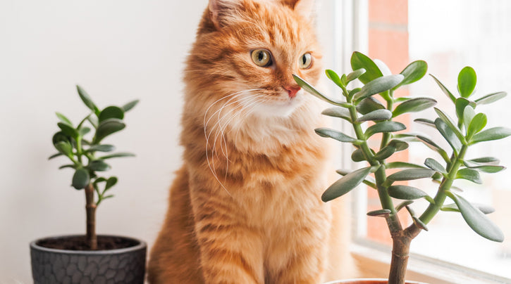 Groen en Pootjes: Katten en Planten in Huis