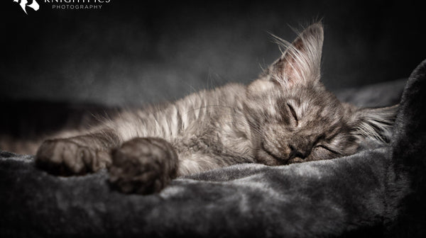 blog_rhr_pets_nl_maine_coone_leven_met_maine_coons_1