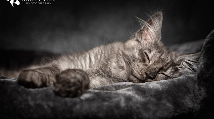 blog_rhr_pets_nl_maine_coone_leven_met_maine_coons_1