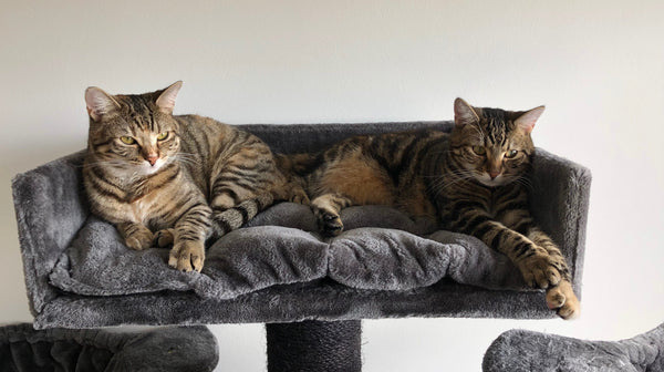 blog_europese_korthaar_rhr_pets_nl_ligbak_lounge