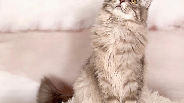 rhrpets_nl_blog_info_ervaringen_maine_coon_kopen_michelle_2021_10_19_1