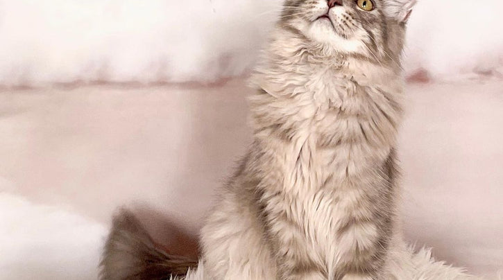 rhrpets_nl_blog_info_ervaringen_maine_coon_kopen_michelle_2021_10_19_1