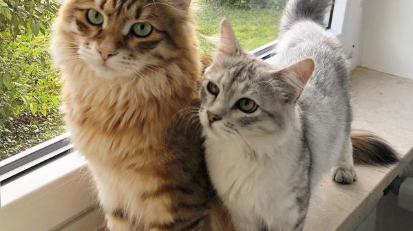 blog_rhr_pets_nl_siberische_kat_leven_met_siberische_katten_1