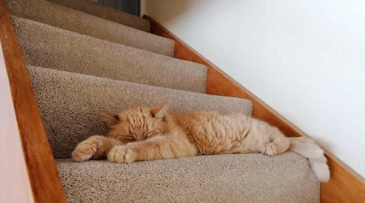 blog_rhr_pets_nl_europese_korthaar_leven_met_europese_kortharen_1