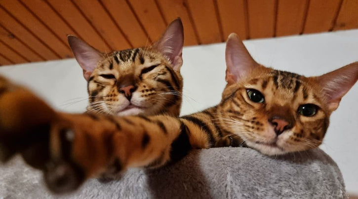 blog_rhr_pets_nl_bengaal_leven_met_bengalen_1