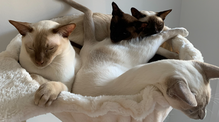 De Tonkanees familie