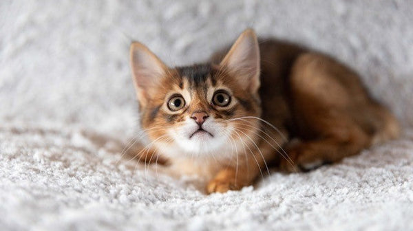 blog_rhr_pets_nl_abessijn_leven_met_abessijnen_1