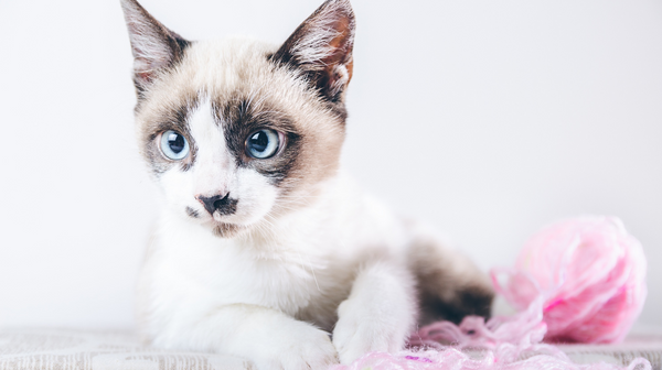 blog_rhr_pets_niesziekte_3