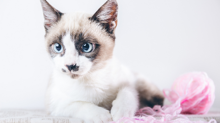 blog_rhr_pets_niesziekte_3