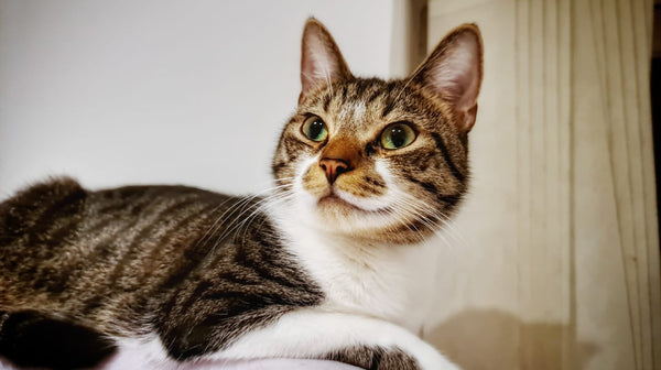 blog_rhr_pets_nl_europese_korthaar_leven_met_zeven_katten_1