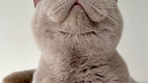 Het verhaal van Nacho: FIP- ziekte