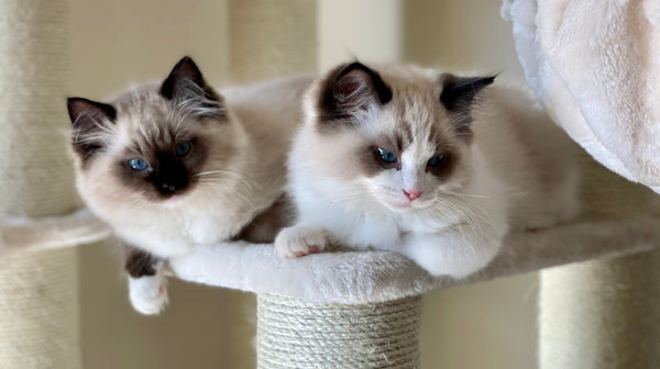 blog_rhr_pets_nl_ragdoll_leven_met_ragdolls_1