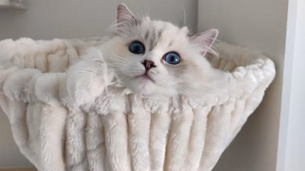 Waarom een Krabpaal Kopen voor Mijn Kat?