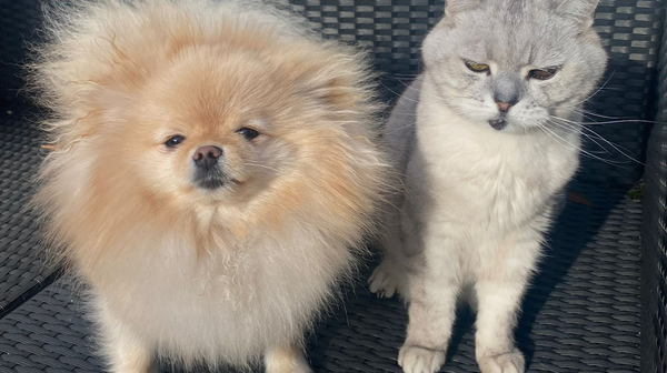 blog_rhr_pets_nl_britse_korthaar_dwergkees