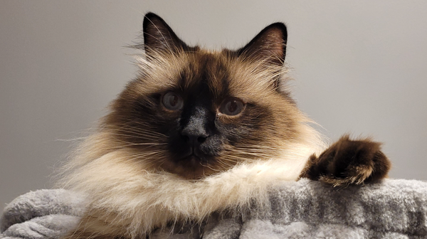 Liefde voor en van je kat