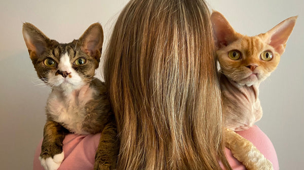 blog_rhr_pets_nl_devon_rex_leven_met_devon_rexen_3