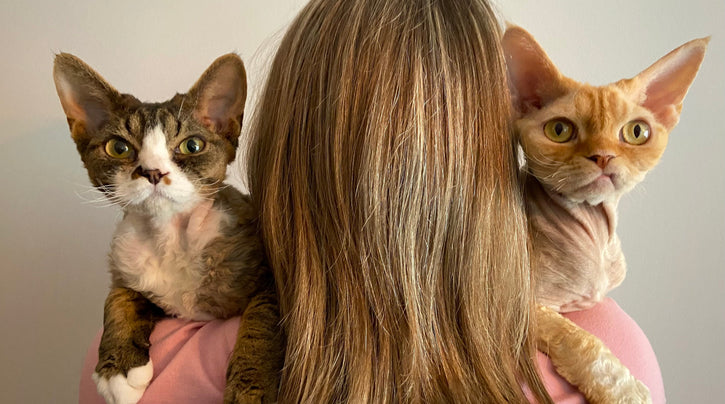 blog_rhr_pets_nl_devon_rex_leven_met_devon_rexen_3