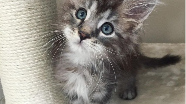 Maine Coons over de hele wereld