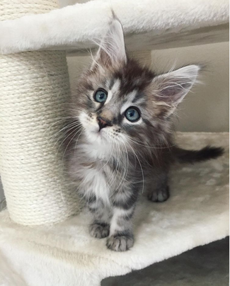 Maine Coons over de hele wereld